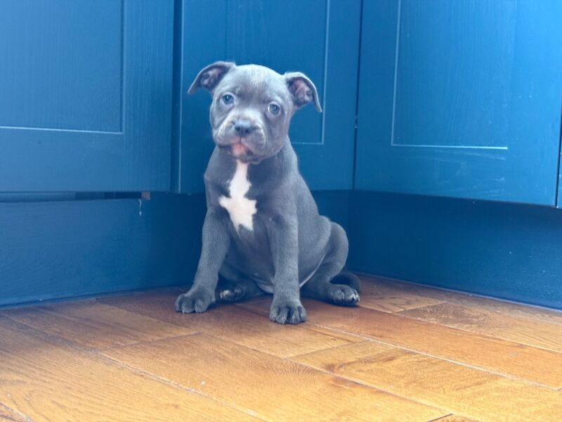 Staffordshire Bull Terrier puppies for sale in Peterborough, Cambridgeshire – KC registered, 3 months old - Image 15 of 15