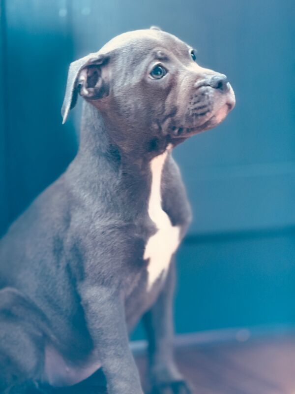 Staffordshire Bull Terrier puppies for sale in Peterborough, Cambridgeshire – KC registered, 3 months old - Image 11 of 15
