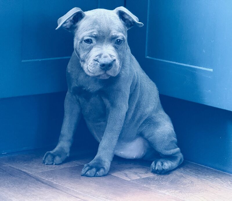 Staffordshire Bull Terrier puppies for sale in Peterborough, Cambridgeshire – KC registered, 3 months old - Image 12 of 15