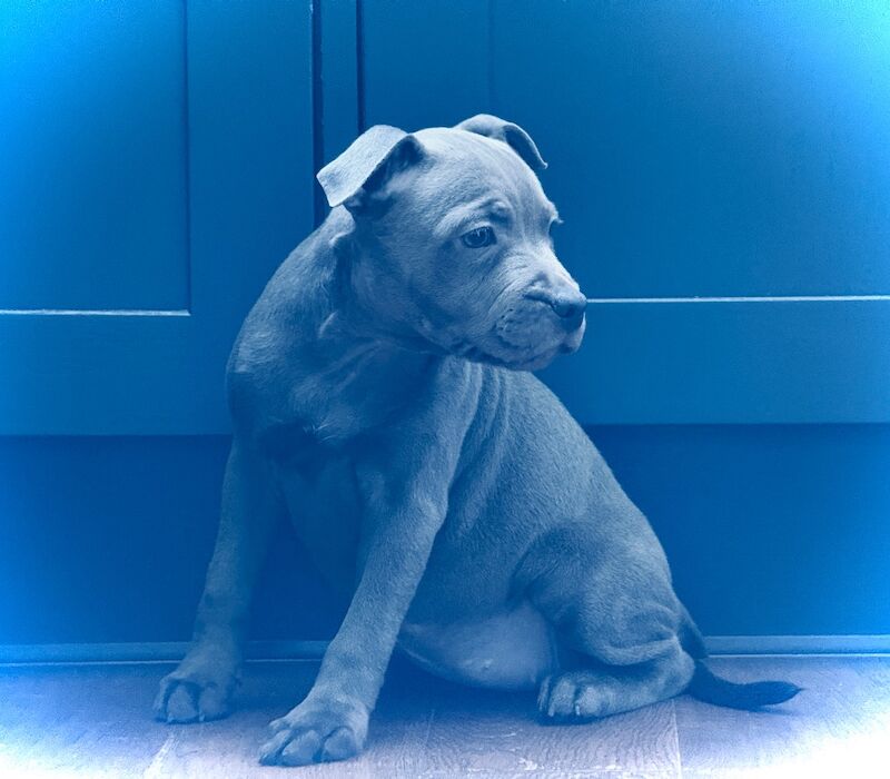 Staffordshire Bull Terrier puppies for sale in Peterborough, Cambridgeshire – KC registered, 3 months old - Image 13 of 15