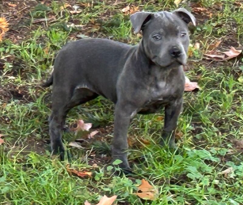 Staffordshire Bull Terrier puppies for sale in Wimbledon, Greater London – KC registered, 12 weeks old