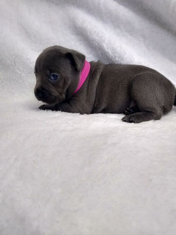 LAST GIRL Kc blue staffys pups - Image 5 of 10