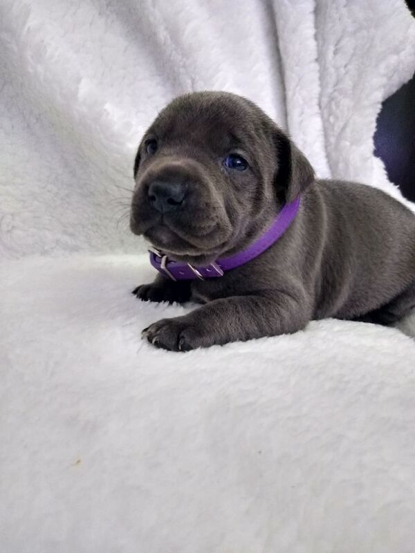LAST GIRL Kc blue staffys pups - Image 6 of 10