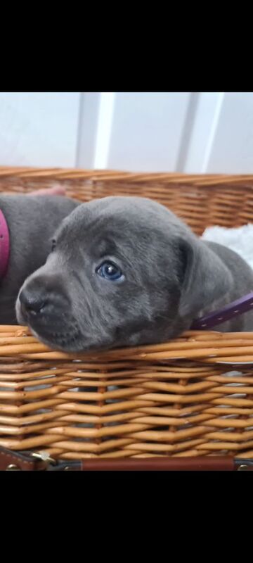 LAST GIRL Kc blue staffys pups - Image 7 of 10