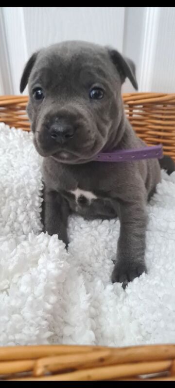 LAST GIRL Kc blue staffys pups - Image 8 of 10