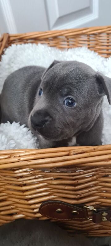 LAST GIRL Kc blue staffys pups - Image 9 of 10