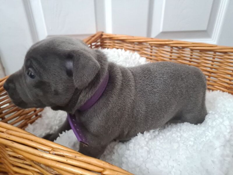 LAST GIRL Kc blue staffys pups - Image 10 of 10