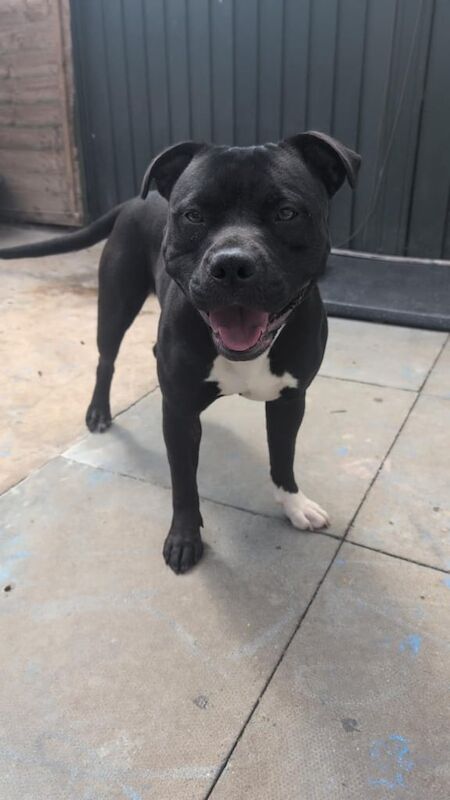 Staffordshire Bull Terrier puppies for sale in Woodlands, South Yorkshire – 1 year old