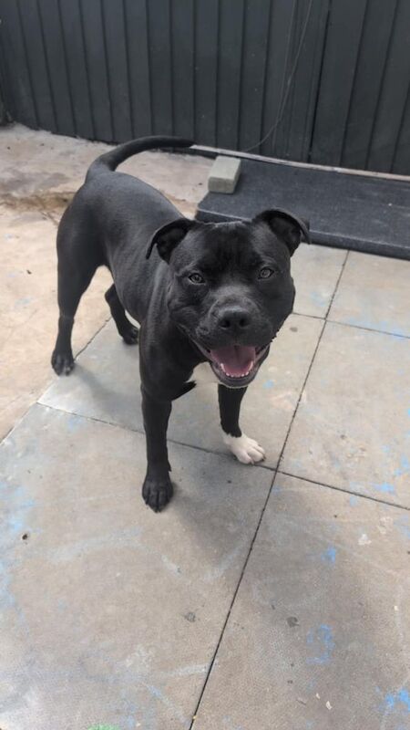 Staffordshire Bull Terrier puppies for sale in Woodlands, South Yorkshire – 1 year old - Image 2 of 3
