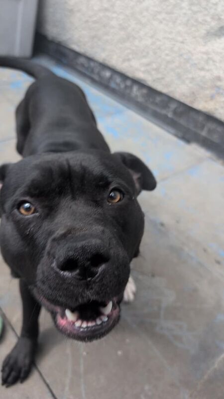 Staffordshire Bull Terrier puppies for sale in Woodlands, South Yorkshire – 1 year old - Image 3 of 3