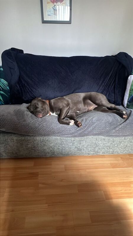 Good home needed for a large female staffy cross