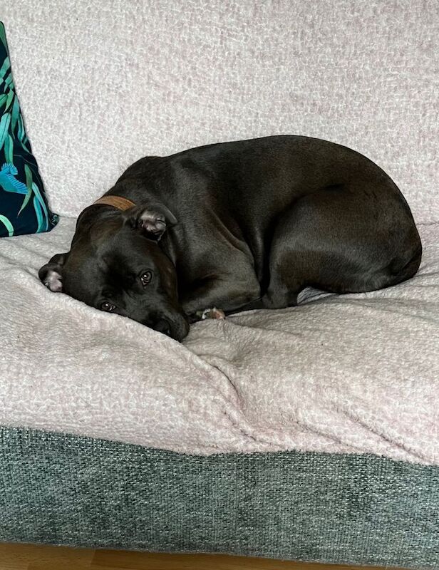 Good home needed for a large female staffy cross - Image 2 of 2