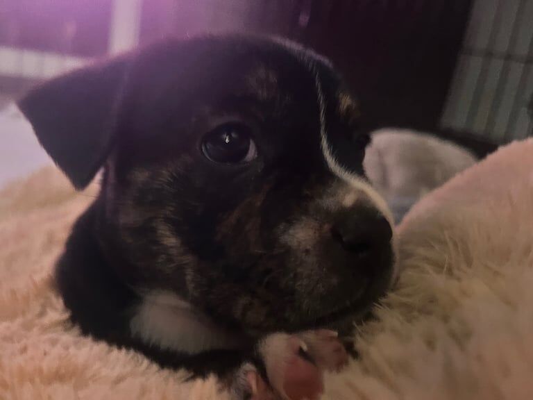 Staffordshire Bull Terrier puppies for sale in Warrington, Cheshire – 5 weeks old