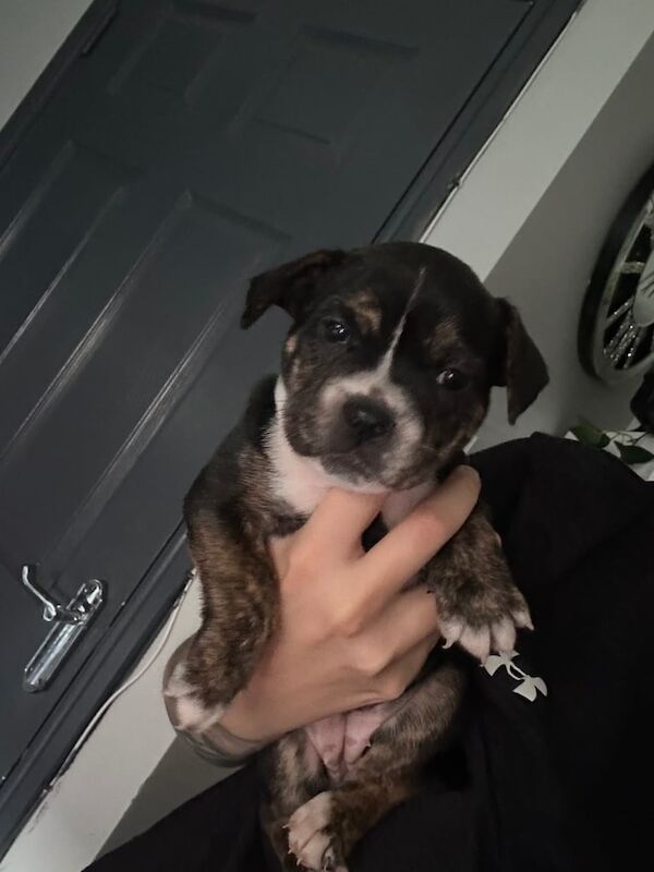Staffordshire Bull Terrier puppies for sale in Warrington, Cheshire – 7 weeks old - Image 2 of 3