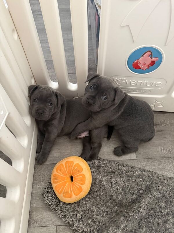 Staffordshire Bull Terrier puppies for sale in Lincoln, Lincolnshire – 6 weeks old