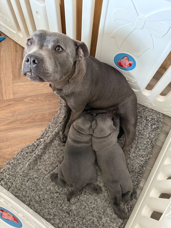 Staffordshire Bull Terrier puppies for sale in Lincoln, Lincolnshire – 6 weeks old - Image 2 of 3