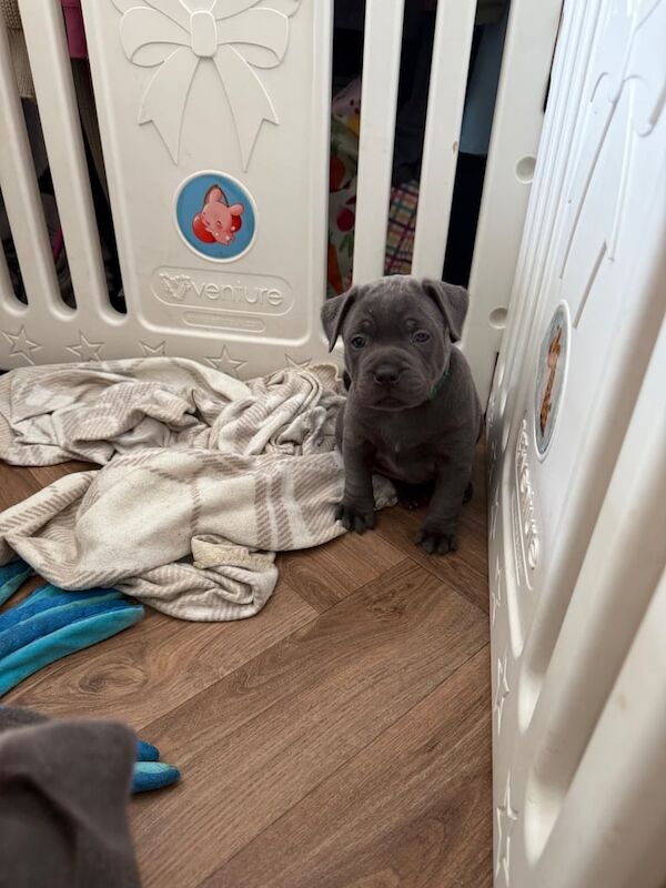 Staffordshire Bull Terrier puppies for sale in Lincoln, Lincolnshire – 6 weeks old - Image 3 of 3