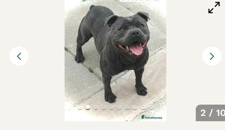 Blue Staffordshire Bull Terrier Puppies For Sale