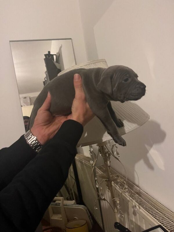 Staffordshire Bull Terrier puppies for sale in Hall Green, West Midlands – 8 weeks old - Image 3 of 5