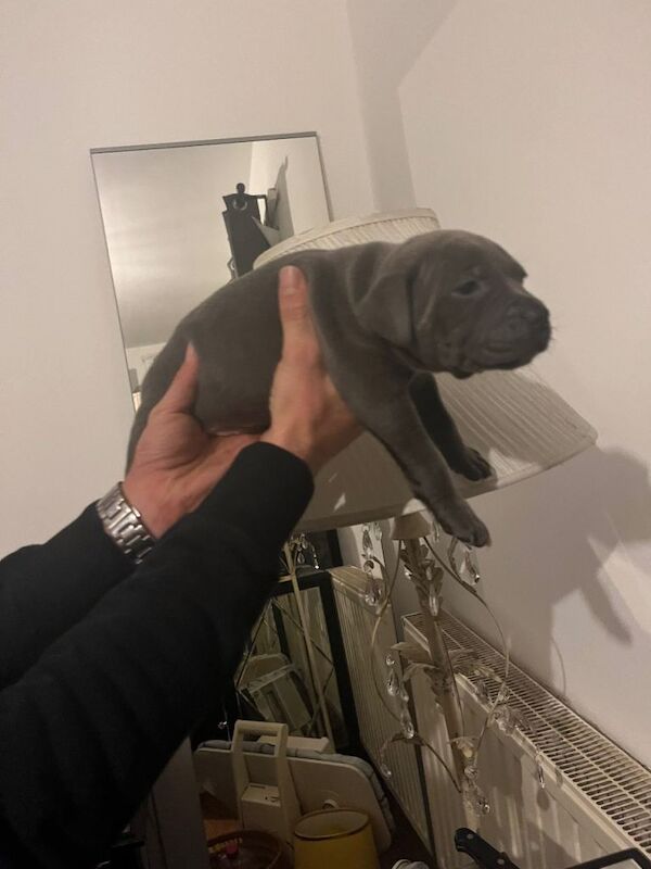 Staffordshire Bull Terrier puppies for sale in Hall Green, West Midlands – 8 weeks old - Image 4 of 5