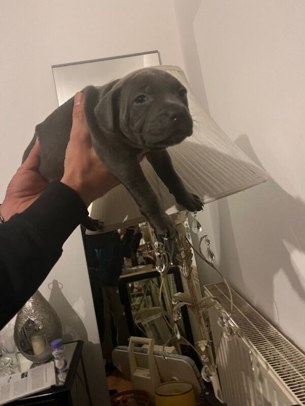 Staffordshire Bull Terrier puppies for sale in Hall Green, West Midlands – 8 weeks old - Image 5 of 5