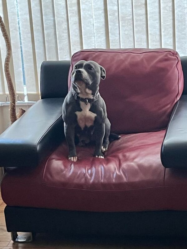 Staffordshire Bull Terrier puppies for sale in Hall Green, West Midlands – 9 weeks old - Image 2 of 6