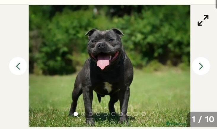 Staffordshire Bull Terrier puppies for sale in Hall Green, West Midlands – 9 weeks old - Image 3 of 6