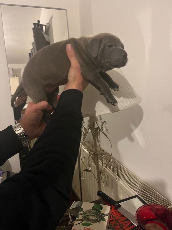 Staffordshire Bull Terrier puppies for sale in Hall Green, West Midlands – 9 weeks old - Image 4 of 6