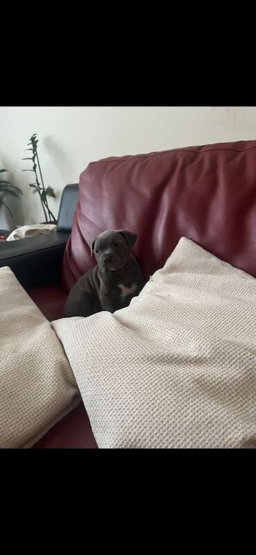 Staffordshire Bull Terrier puppies for sale in Hall Green, West Midlands – 9 weeks old - Image 5 of 6