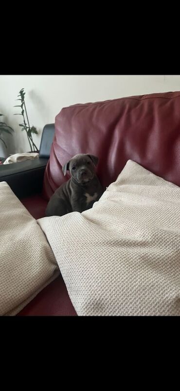 Staffordshire Bull Terrier puppies for sale in Hall Green, West Midlands – 9 weeks old - Image 6 of 6