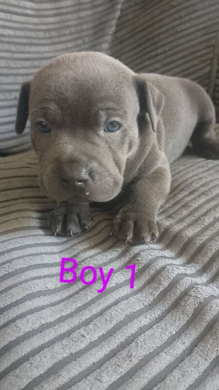 Staffordshire Bull Terrier puppies for sale in Stoke-on-Trent, Staffordshire – 4 weeks old