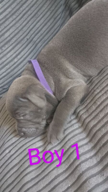 Staffordshire Bull Terrier puppies for sale in Stoke-on-Trent, Staffordshire – 4 weeks old - Image 2 of 3