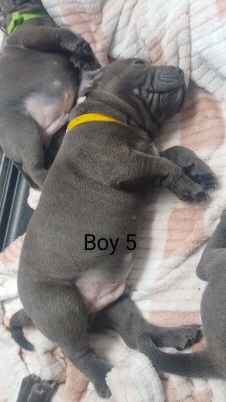 Staffordshire Bull Terrier puppies for sale in Stoke-on-Trent, Staffordshire – 4 weeks old - Image 3 of 3