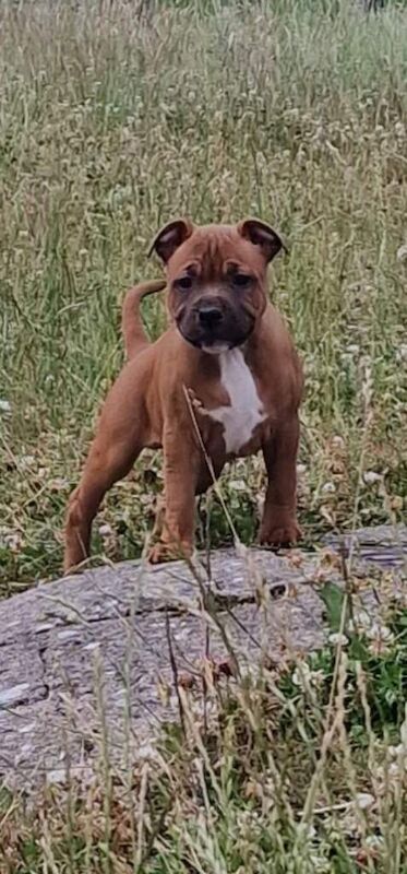 Gorgeous kc registered red staffordshire bull puppies