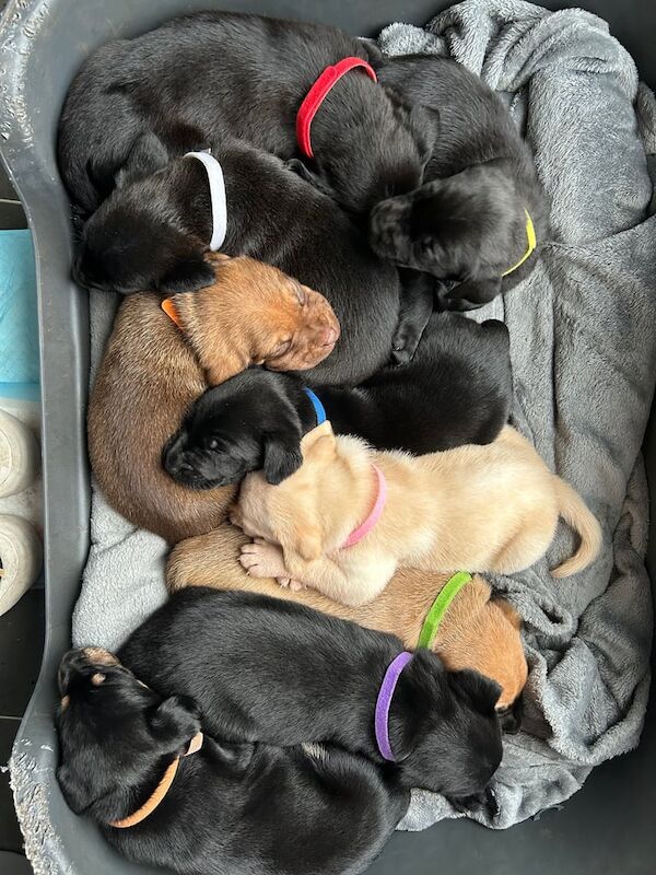 Staffordshire Bull Terrier puppies for sale in Banff, Banffshire – 6 weeks old