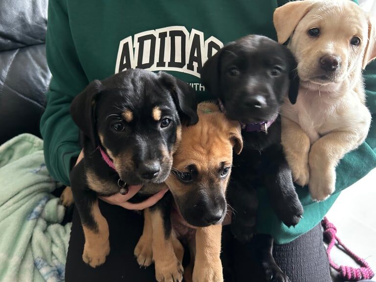 Staffordshire Bull Terrier puppies for sale in Banff, Banffshire – 6 weeks old - Image 2 of 3