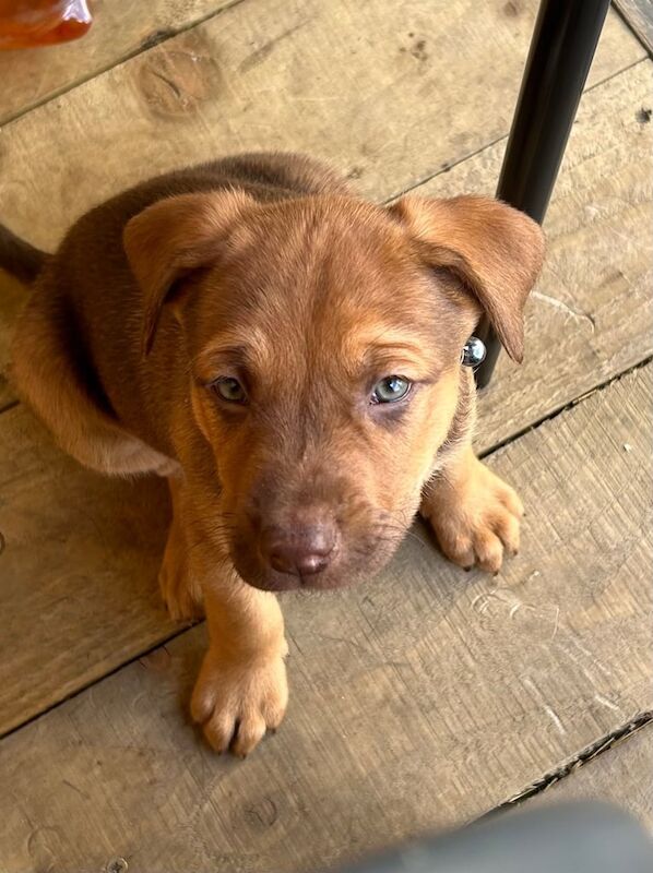 Staffordshire Bull Terrier puppies for sale in Banff, Banffshire – 6 weeks old - Image 3 of 3