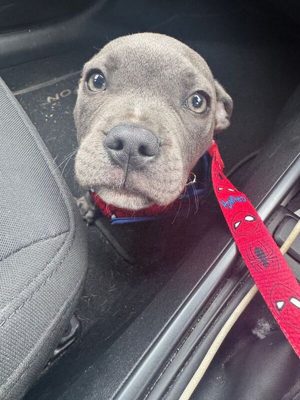 Gorgeous staff puppy for sale