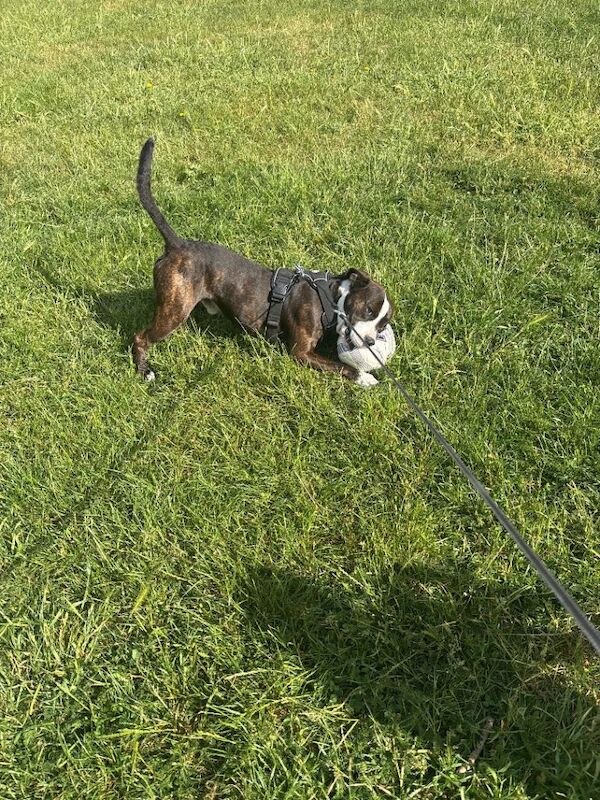 Gorgeous Staffie.