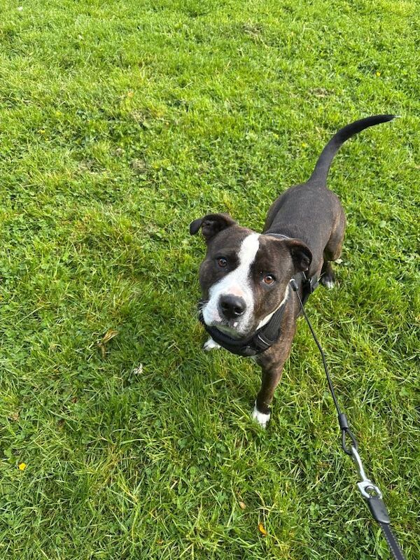 Gorgeous Staffie. - Image 2 of 4