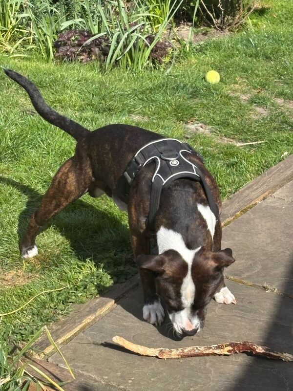 Gorgeous Staffie. - Image 3 of 4