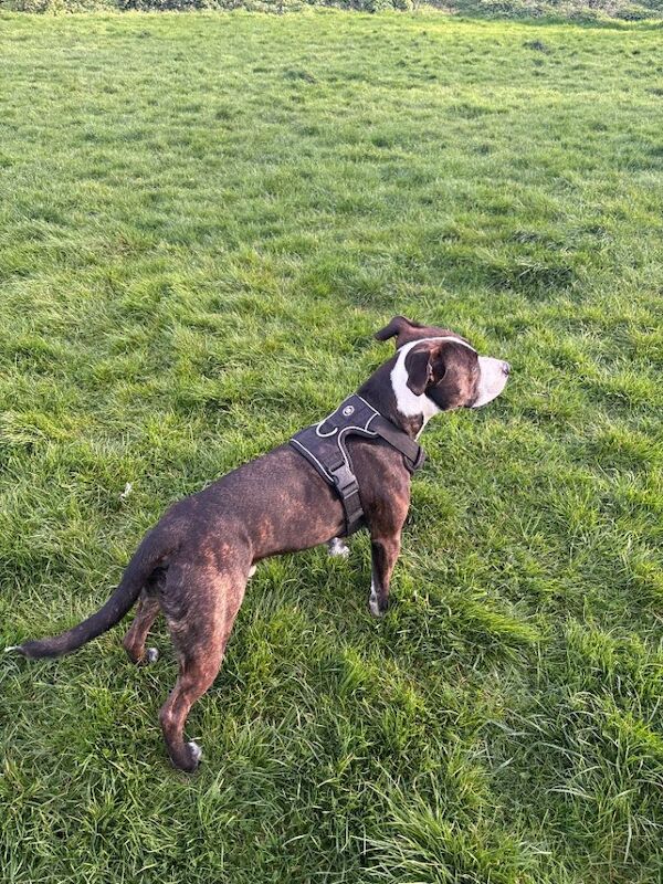 Gorgeous Staffie. - Image 4 of 4