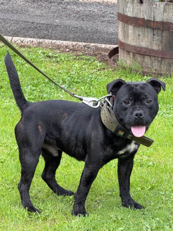 Gorgeous Staffordshire Bull Terrier