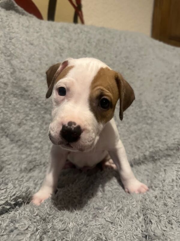 Staffordshire Bull Terrier puppies for sale in Brighouse, West Yorkshire β 5 weeks old