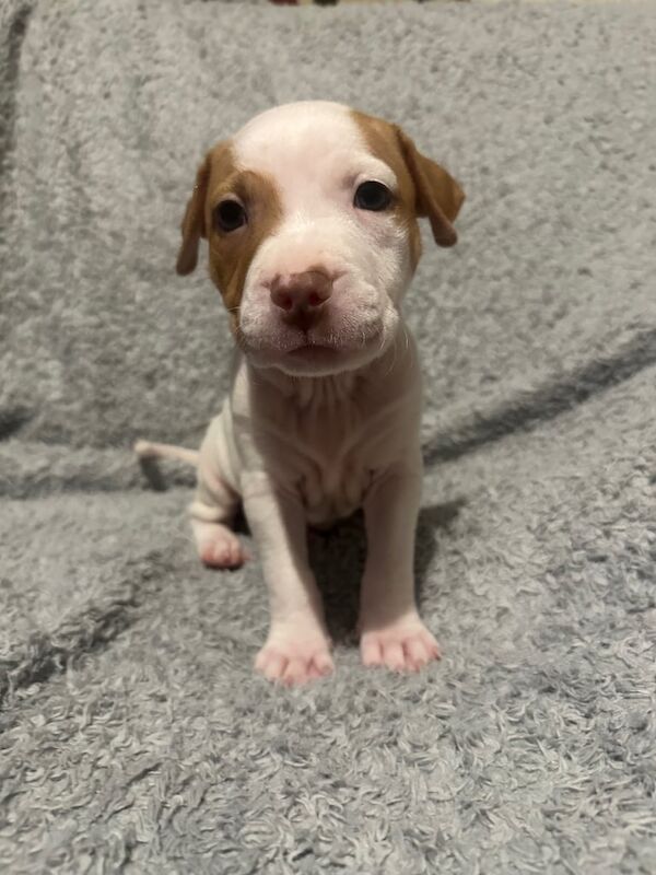 Staffordshire Bull Terrier puppies for sale in Brighouse, West Yorkshire – 5 weeks old - Image 2 of 3