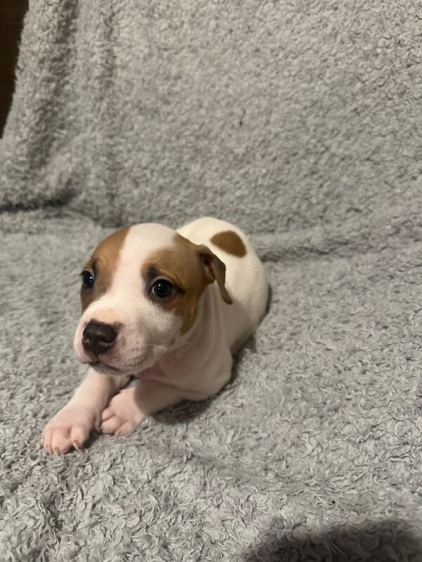 Staffordshire Bull Terrier puppies for sale in Brighouse, West Yorkshire – 5 weeks old - Image 3 of 3