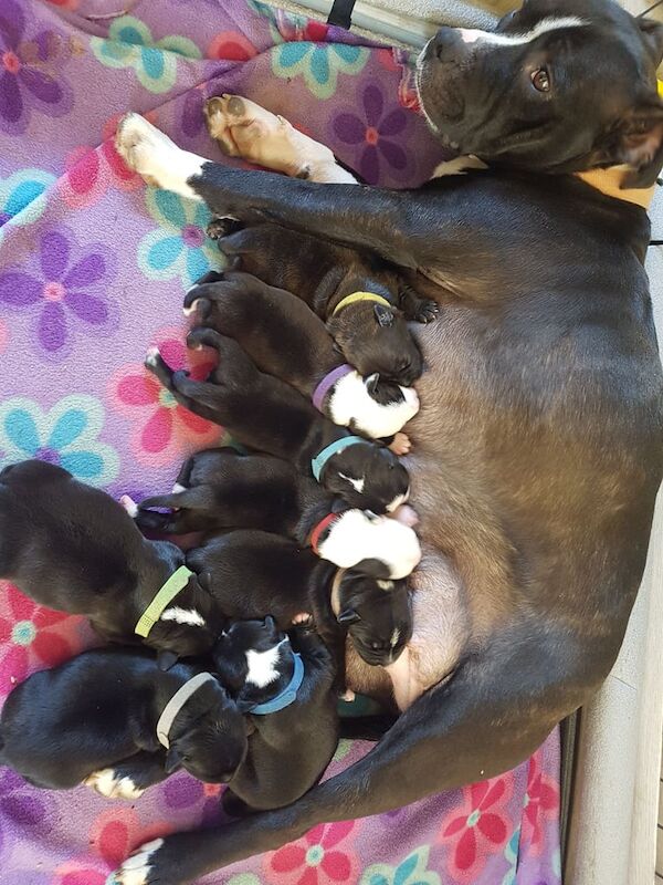 Gorgeous Staffordshire Puppies for sale in Coleford, Gloucestershire