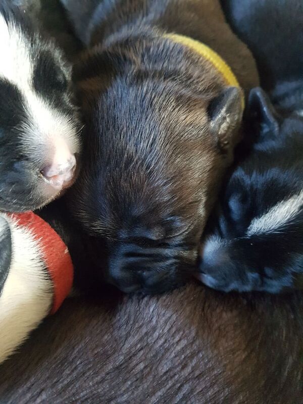 Gorgeous Staffordshire Puppies for sale in Coleford, Gloucestershire | Image 3