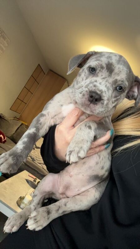 Staffordshire Bull Terrier puppies for sale in Burntwood, Staffordshire – 8 weeks old