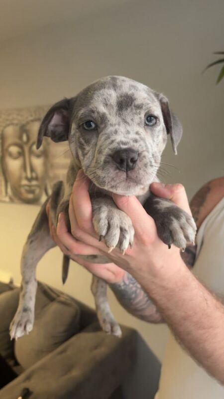 Staffordshire Bull Terrier puppies for sale in Burntwood, Staffordshire – 8 weeks old - Image 2 of 2